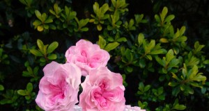 Cake With David Austin Roses